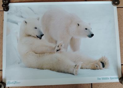 The Wildlife Specials: Polar Bear Promotional Print