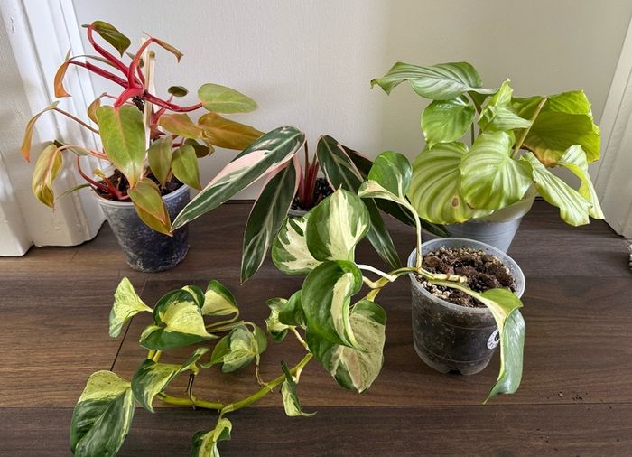 Houseplants