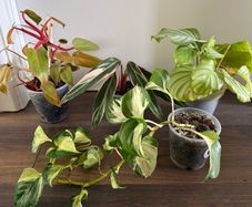 Houseplants