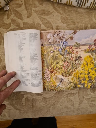 In Search Of Heathland By  Lee Chadwick.