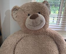 teddy