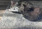 kittens for adoption