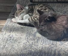 kittens for adoption