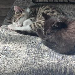 kittens for adoption