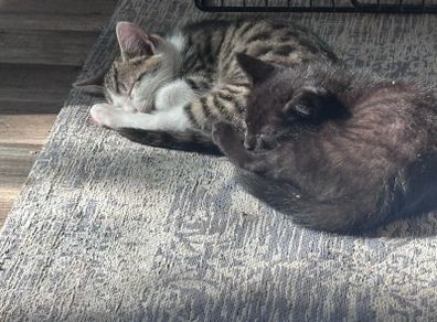 kittens for adoption