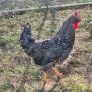 Cream Legbar x Barred Rock Image 2