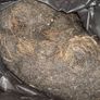 Description: Job lot of vintage horsehair and natural upholstery stuffing, split across 8.5 black bin bags. Image 6