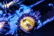Sakura Sunrise Zoa