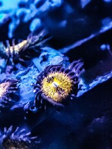 Sakura Sunrise Zoa