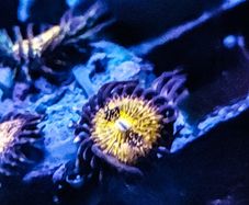 Sakura Sunrise Zoa