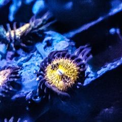 Sakura Sunrise Zoa