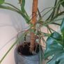 Large Monstera plant Image 4