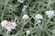 Pearly everlasting