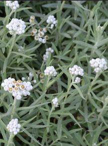 Pearly everlasting