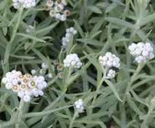 Pearly everlasting