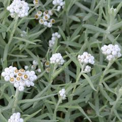 Pearly everlasting