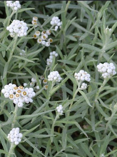 Pearly everlasting