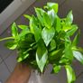 Plant - Tradescantia Fluminensis Green Hill - Houseplant Image 4