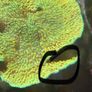 Corals Easy Image 2