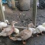 Ducklings Hens and Drake Image 3