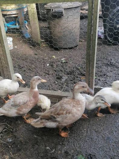 Ducklings Hens and Drake