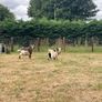 2 Pygmy Bucks Image 3