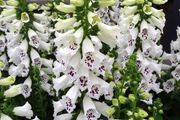 (F) Foxglove White seeds 0.2g (600199)