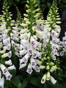(F) Foxglove White seeds 0.2g (600199)