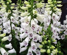 (F) Foxglove White seeds 0.2g (600199)