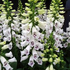 (F) Foxglove White seeds 0.2g (600199)