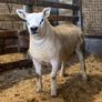 Mid March PBR Tex Ram Lamb Image 2