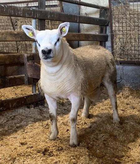 Mid March PBR Tex Ram Lamb