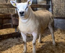 Mid March PBR Tex Ram Lamb