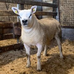 Mid March PBR Tex Ram Lamb