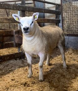 Mid March PBR Tex Ram Lamb