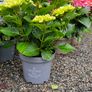 Large Hydrangea Plants Image 3