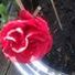 Liliane Wall