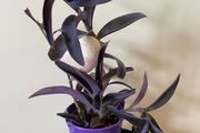 Houseplant Tradescantia Purple Queen Plant