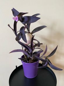 Houseplant Tradescantia Purple Queen Plant