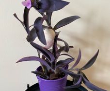 Houseplant Tradescantia Purple Queen Plant