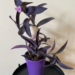 Houseplant Tradescantia Purple Queen Plant