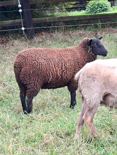 2  Butchers Lambs.