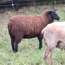 2  Butchers Lambs. Image 6