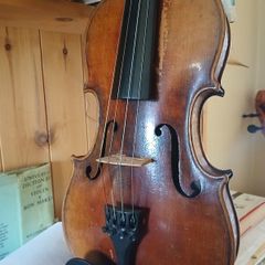 15 inch Viola
