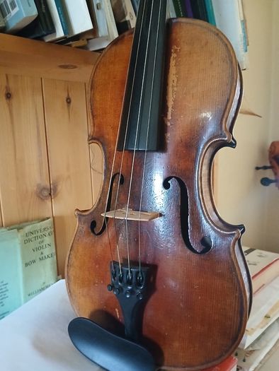 15 inch Viola