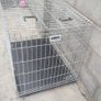 dog Image 2