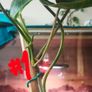 Rare Variegated Philodendron Burle Marx Healthy  Established Image 3