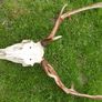 Real Naturally Fallow Deer Antlers On A Skull (trophy Taxidermy) Image 8
