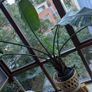 Birds of paradise plant Image 3