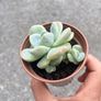 plant Image 2